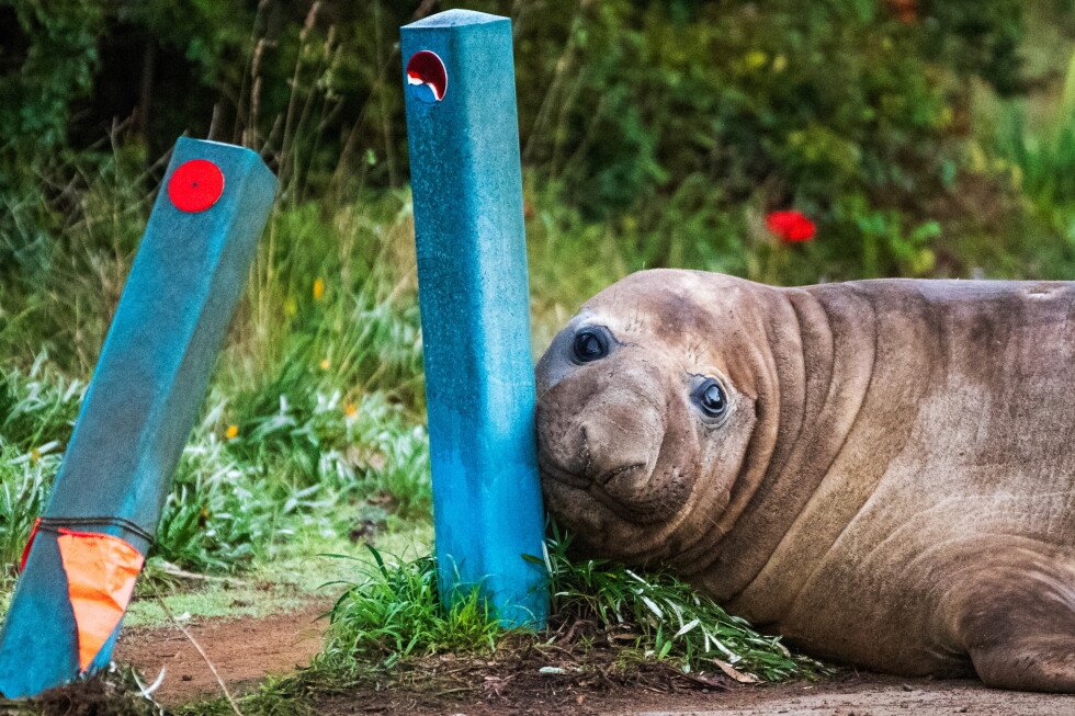 viral-fame-could-be-dangerous-for-tasmania’s-neil-the-seal-and-his-fans