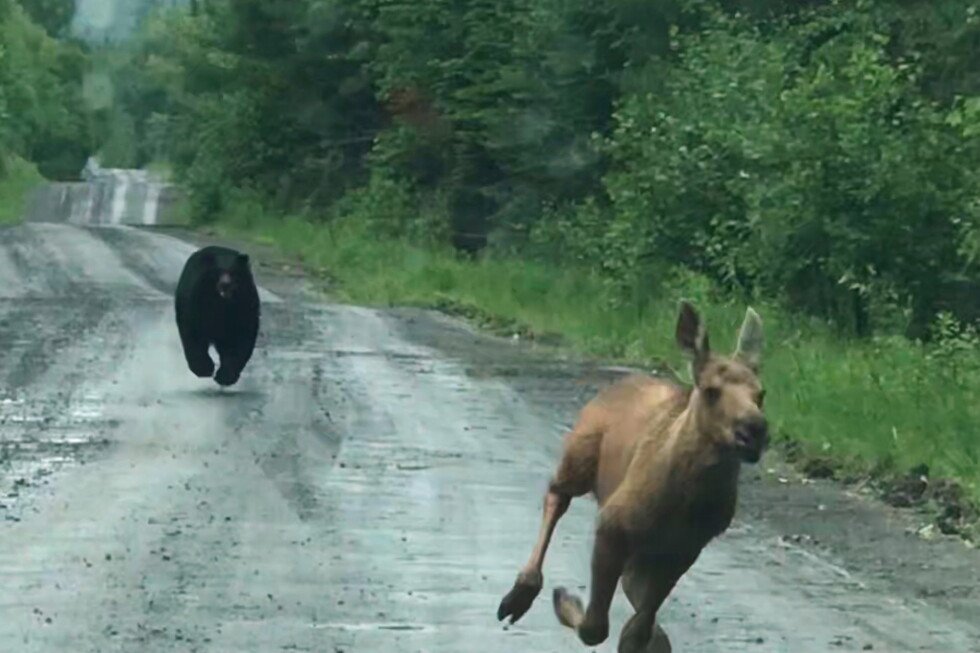 out-for-a-day-of-fishing,-maine-couple-spots-a-bear-chasing-a-moose-calf