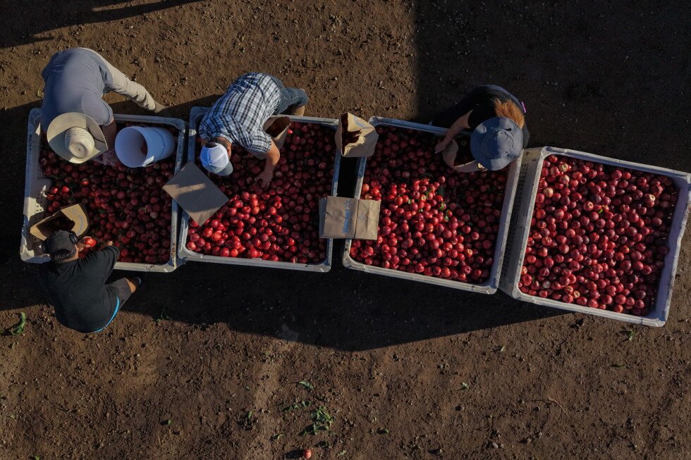 farmer,-marketer-at-odds-over-sales-of-white-nectarines