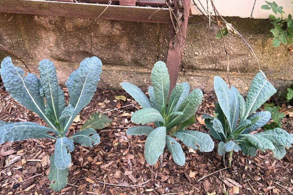 maximize-your-vegetable-garden’s-potential-without-direct-sunlight