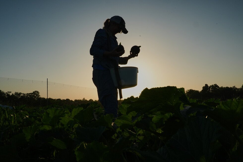 climate-change-driven-heat,-weather-extremes-impact-specialty-crop-farmers