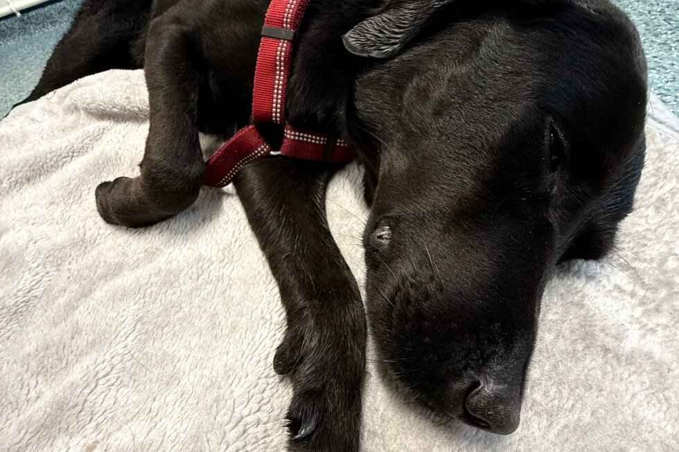 dog-rescued-from-uk’s-highest-mountain-after-apparently-ingesting-cannabis