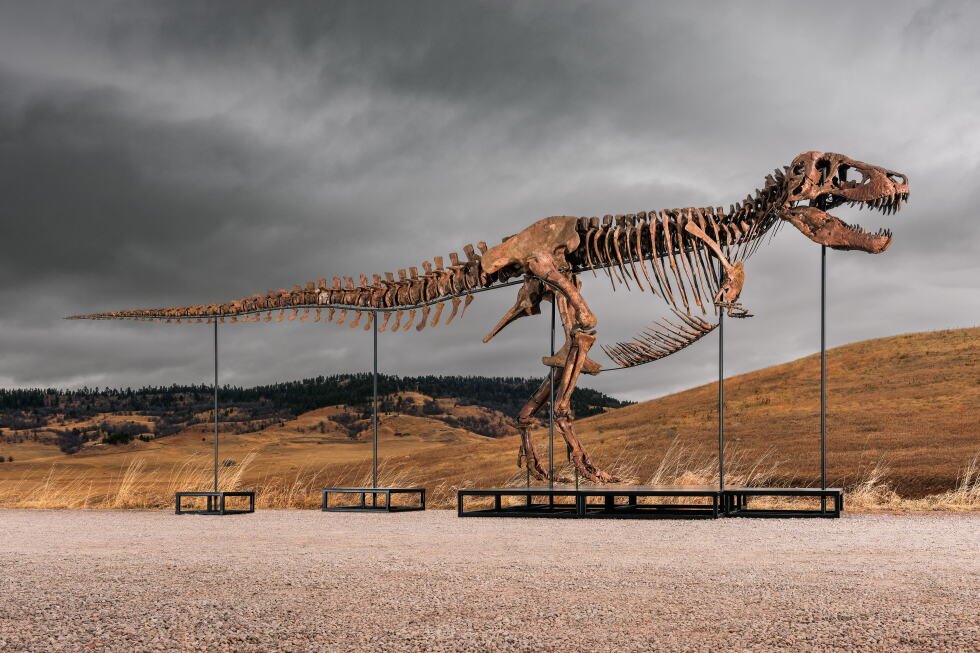 tyrannosaurus-rex-fossil-auctioned-for-a-record-$50.1-million