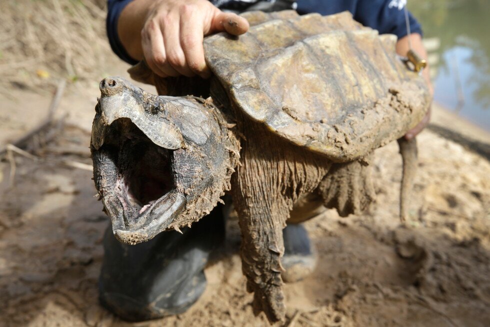 us-nixes-protections-for-imperiled-species