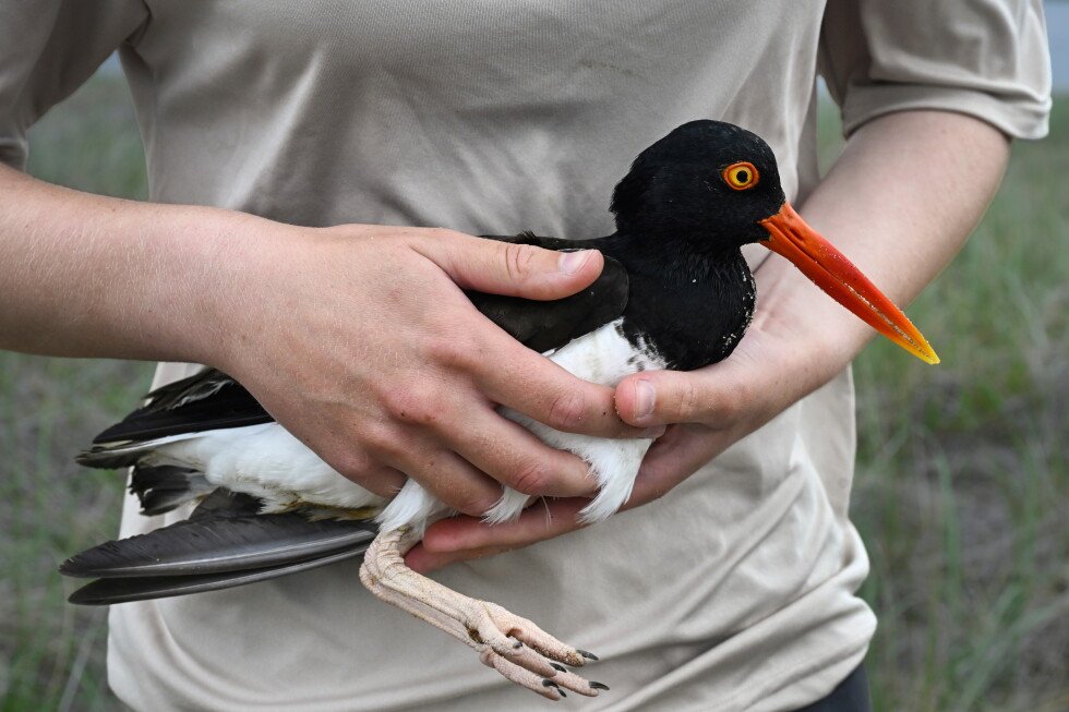 bivalve-loving-oystercatchers-thriving-thanks-to-conservation-efforts
