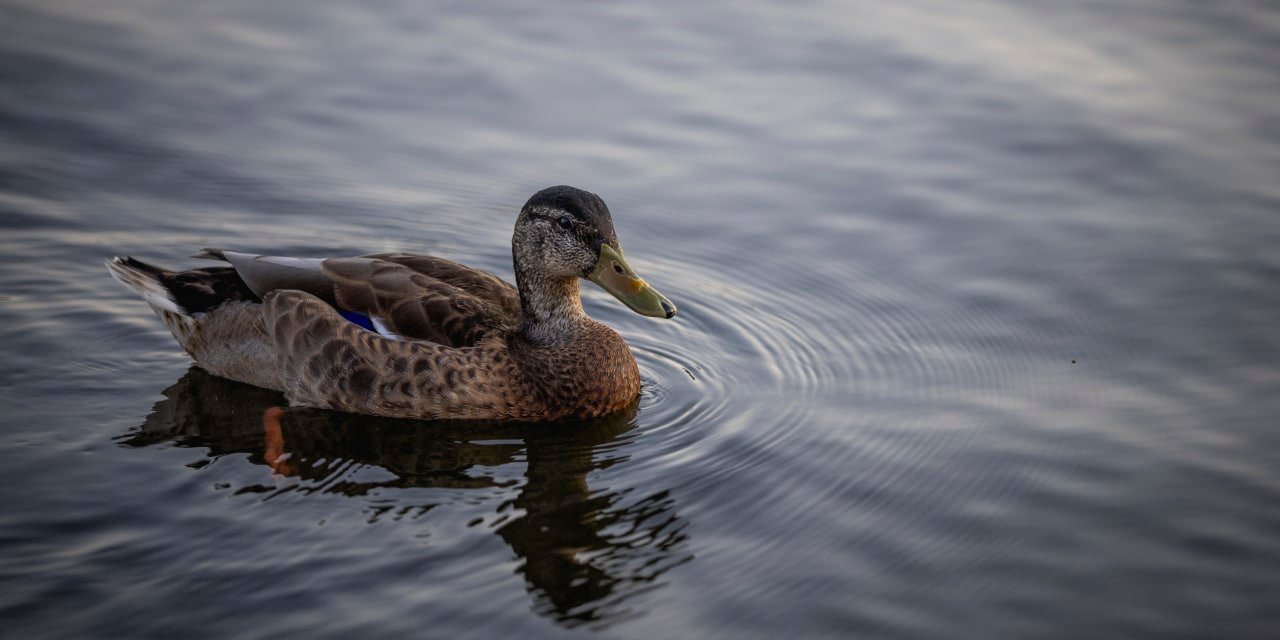 something-weird-is-happening-beneath-the-stock-market’s-surface