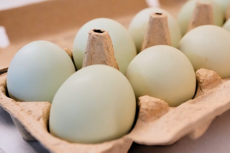 salmonella-outbreak-tied-to-eggs-sickens-98