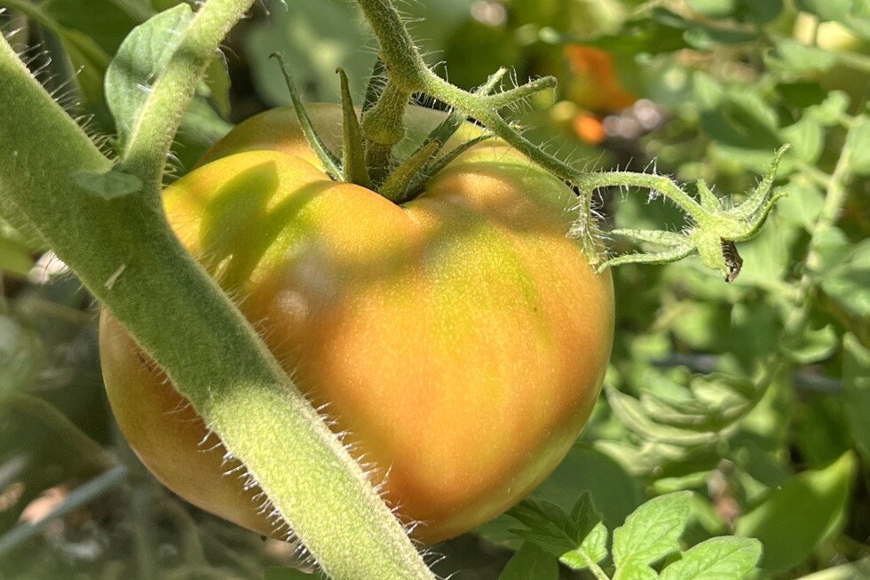 don’t-wait-too-long-to-harvest-your-garden-vegetables