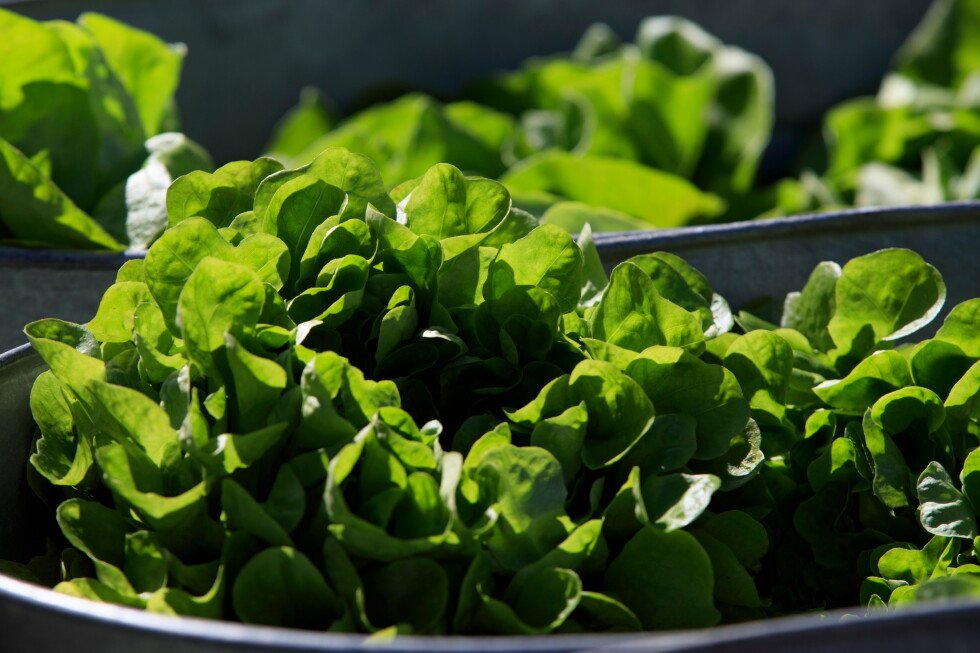 some-restaurants-see-fewer-customers-during-us-cyclospora-outbreak