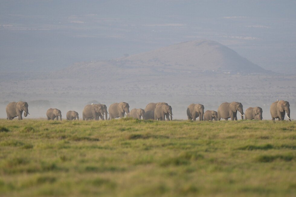 kenya-says-15-elephants-died-from-eating-cyanide-tainted-tomatoes-from-nearby-farms