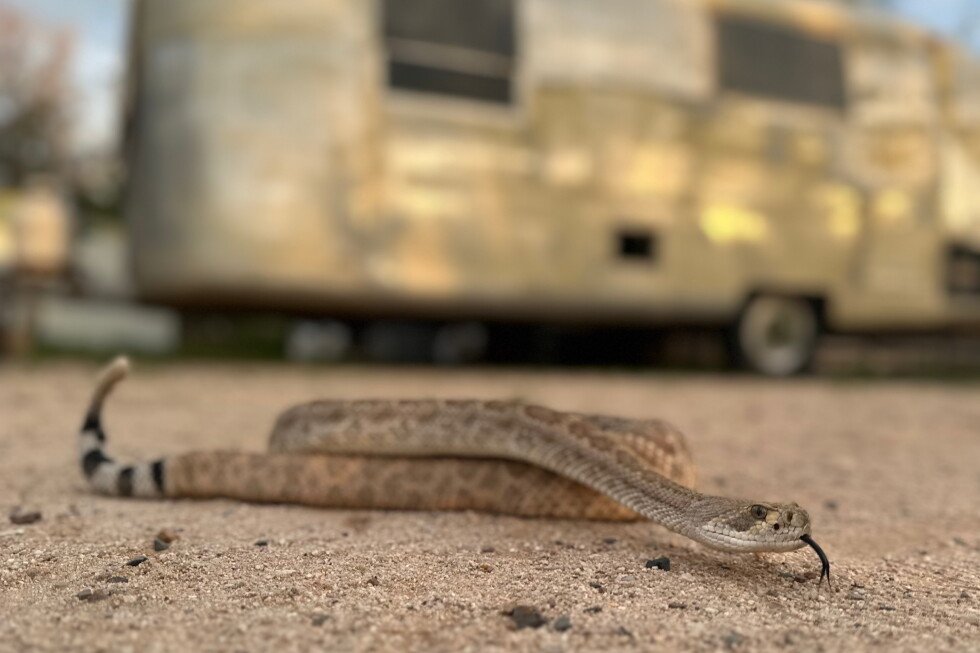 dogs-are-being-trained-to-avoid-venomous-snakes