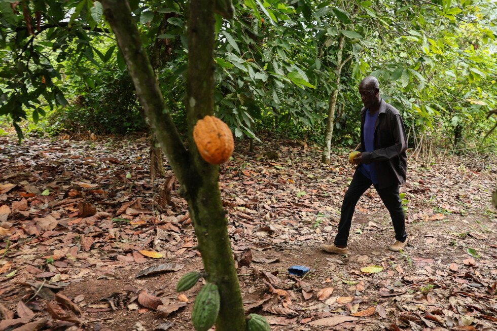 ghana-parliament-backs-tough-cocoa-farm-protections,-with-up-to-20-years-in-prison