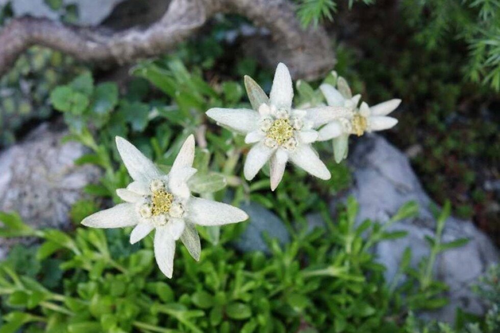 edelweiss-flower-makes-a-beautiful-addition-to-a-rock-garden