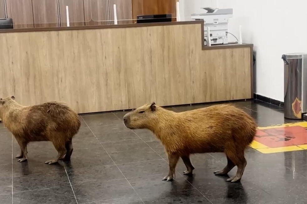 brazilian-capybaras-enter-chambers-of-local-legislature