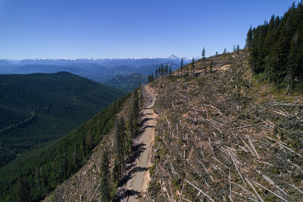 activists’-roadblocks-try-to-stop-logging-old-growth-forests-in-canada