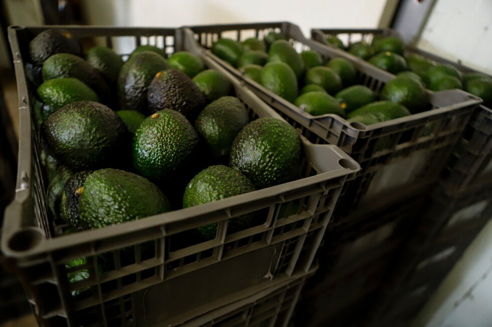 us-suspends-avocado-inspections-in-mexican-state-due-to-unspecified-threat