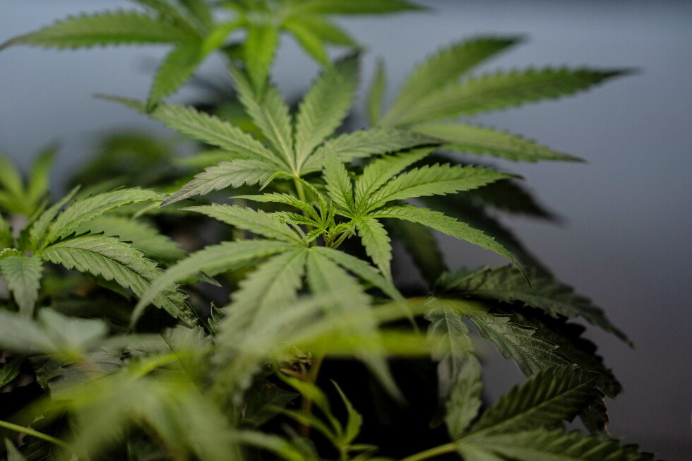 cannabis-hyperemesis-syndrome:-us-sees-jump-in-nausea-cases