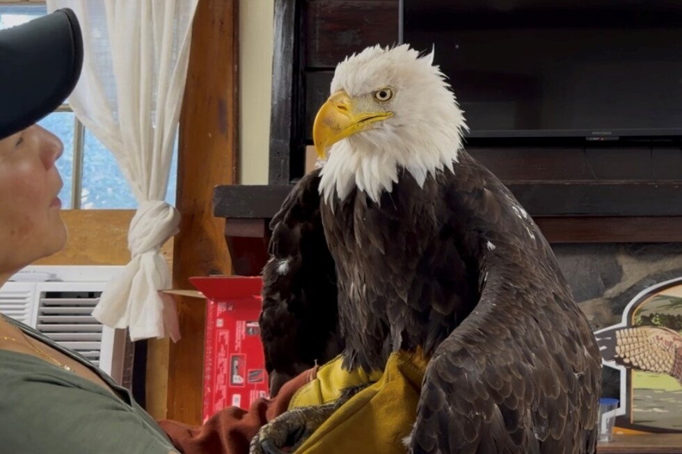 jackie-the-bald-eagle,-an-internet-sensation,-dies-after-illness