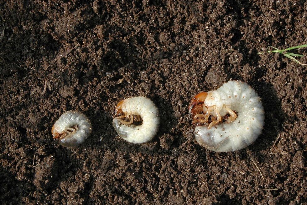 when-and-how-to-treat-your-lawn-for-grubs