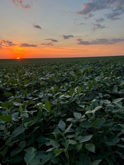 analyst-expects-higher-corn-yield-in-usda’s-august-report