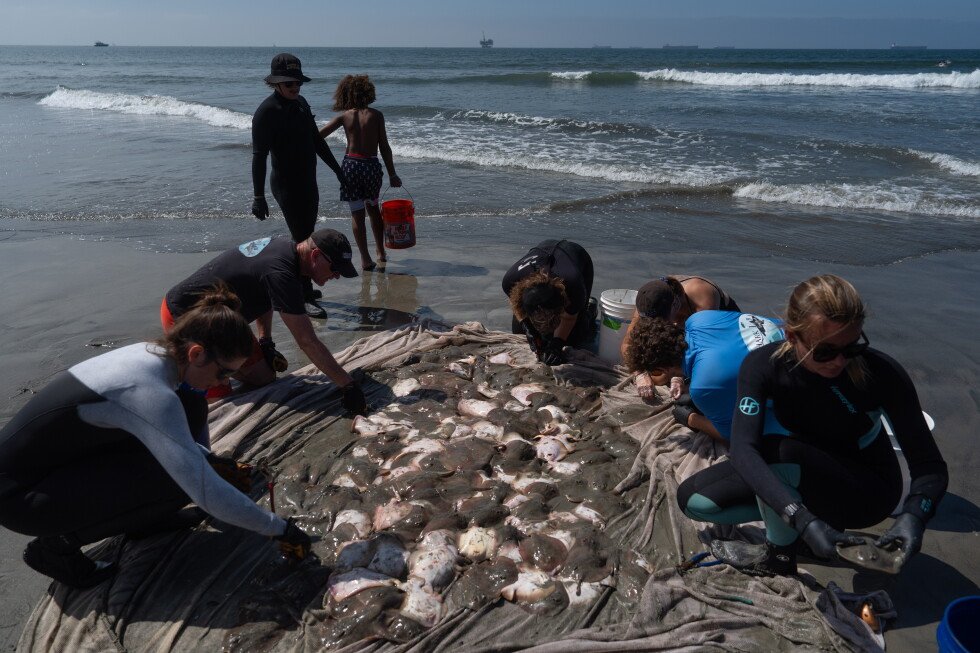 marine-heat-wave-off-southern-california-is-drawing-stingrays-to-shore