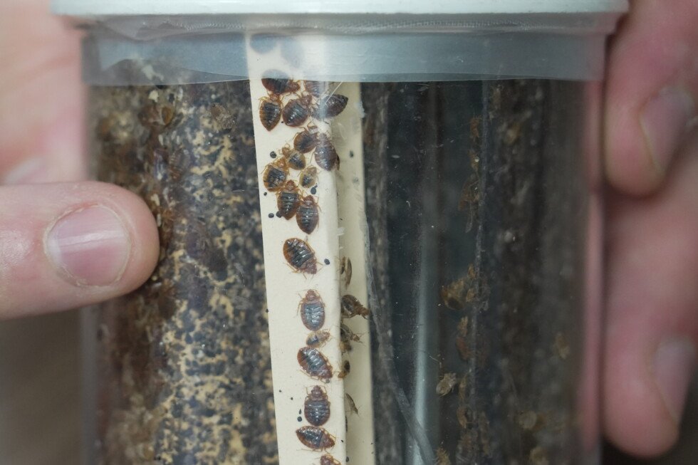 bedbugs-control-and-prevention:-what-to-do-about-them