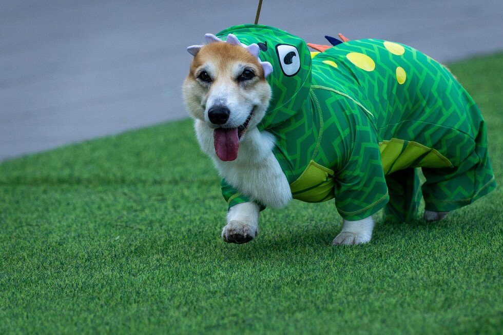 los-corgis-corren,-ladran-y-olfatean-rumbo-a-la-gloria-en-una-carrera-internacional-en-auge