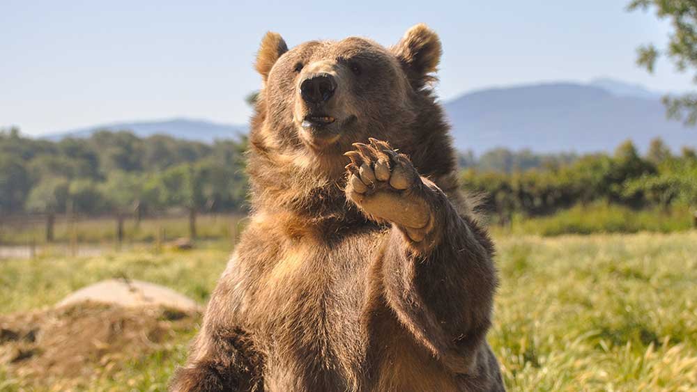 futures:-market-flashes-bearish-signals;-walmart,-spacex-tumble
