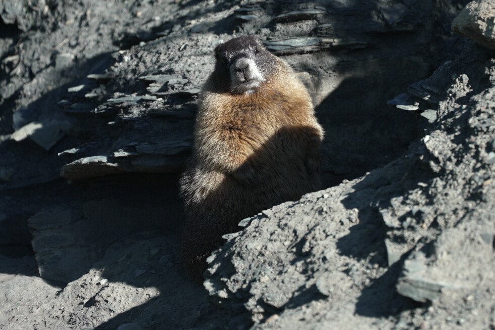 fat-marmot-week-aims-to-raise-awareness-and-funds-for-rodent-research