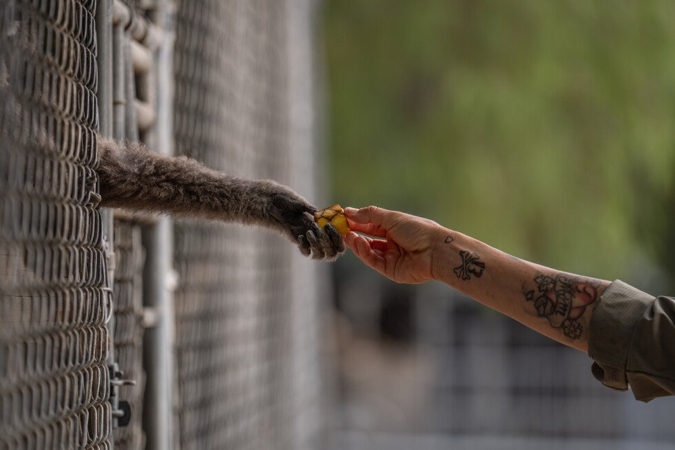 how-a-sanctuary-outside-la-cares-for-rare,-endangered-gibbons