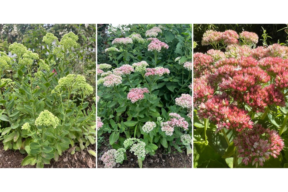 revive-your-garden-and-planters-with-colorful-fall-flowers