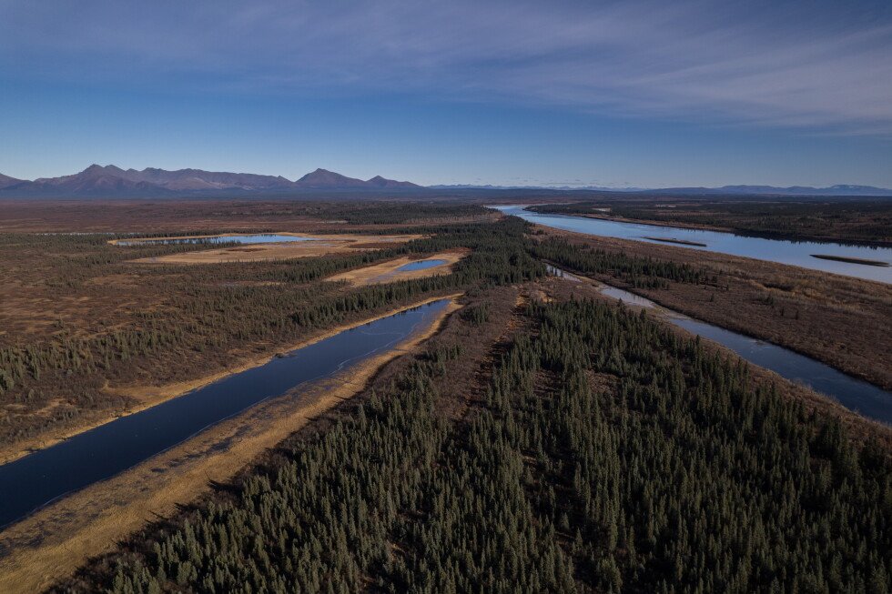 plant-life-in-the-warming-arctic-alters-lush-knee-high-jungle