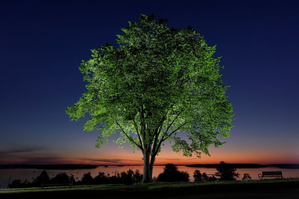 dutch-elm-disease-killed-american-elms.-science-might-have-a-cure