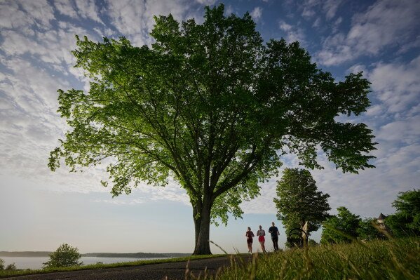 An American elm tree towers over runners in Portland, Maine,  June 3, 2026. (AP Photo/Robert F. Bukaty)
