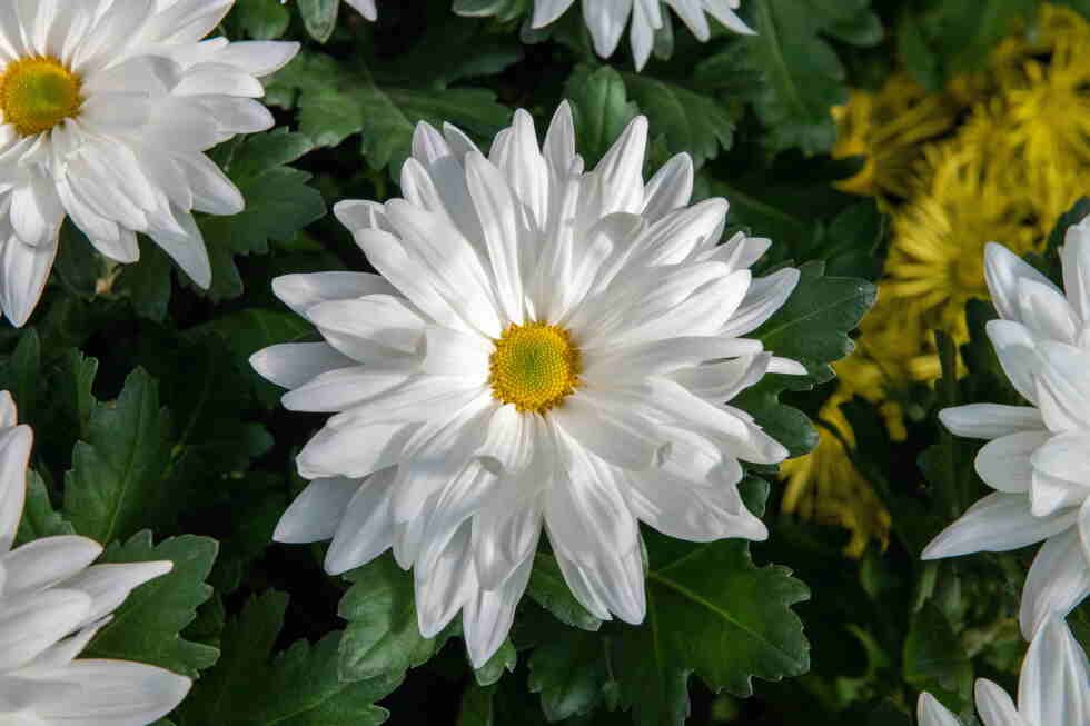 the-chrysanthemum-types-worth-hunting-down-this-fall