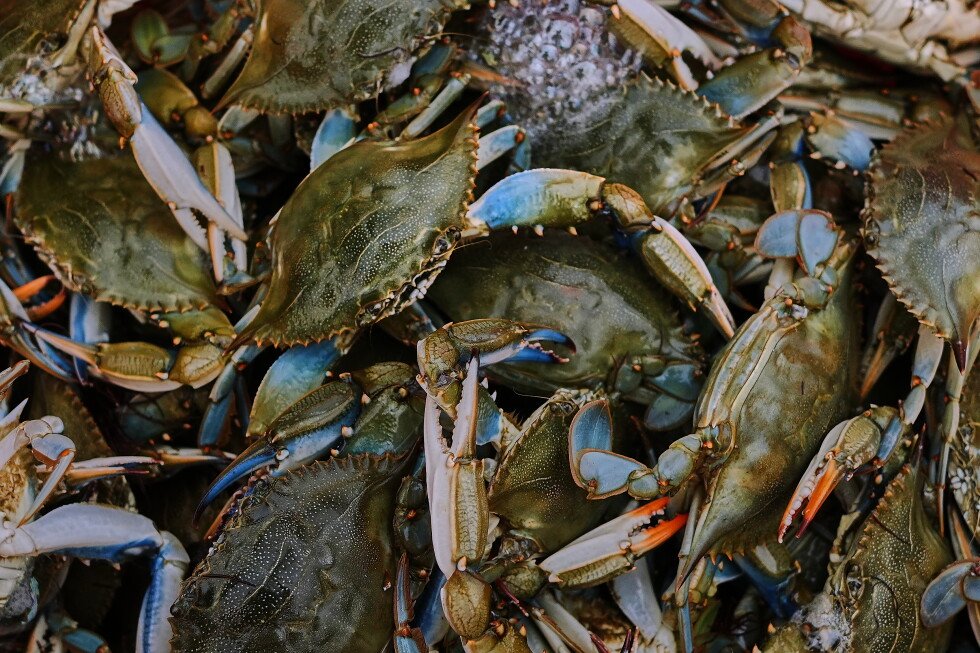 italians-enter-uneasy-truce-with-invasive-blue-crabs,-exporting-crustaceans-they-won’t-eat