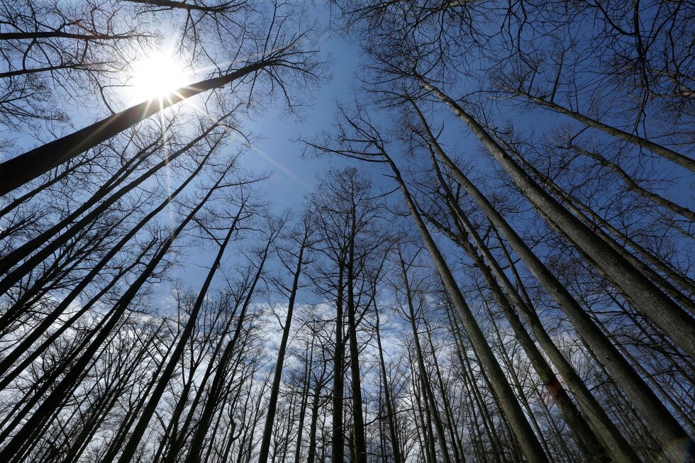us-forest-service-closing-23-research-stations-as-part-of-reorganization
