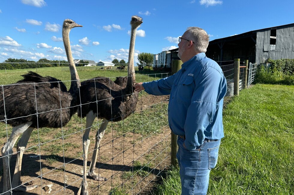 would-you-try-an-ostrich-burger?-some-say-it-tastes-just-like-beef