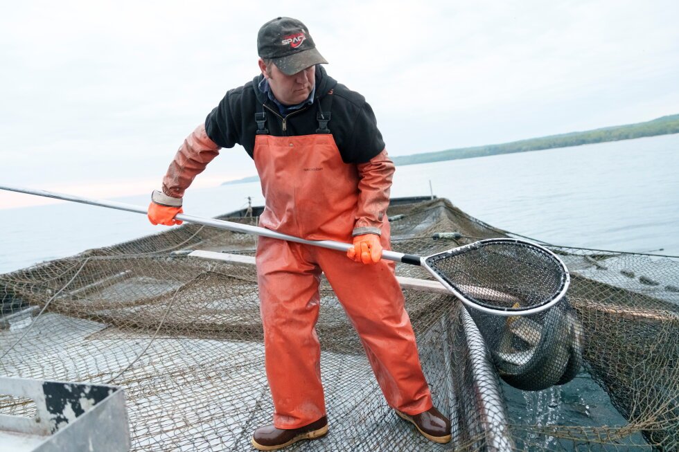 michigan-hatches-a-great-lakes-whitefish-rescue-plan