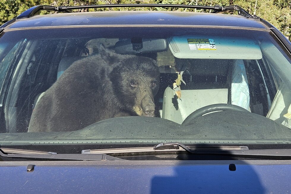 trouble-abounds-as-hungry-bears-wander-the-rockies-seeking-food