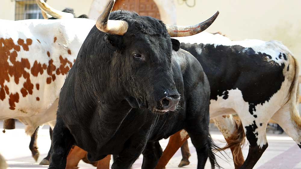 nasdaq-increases-bullish-tone;-stock-market-shows-penchant-again-for-this-growth-sector