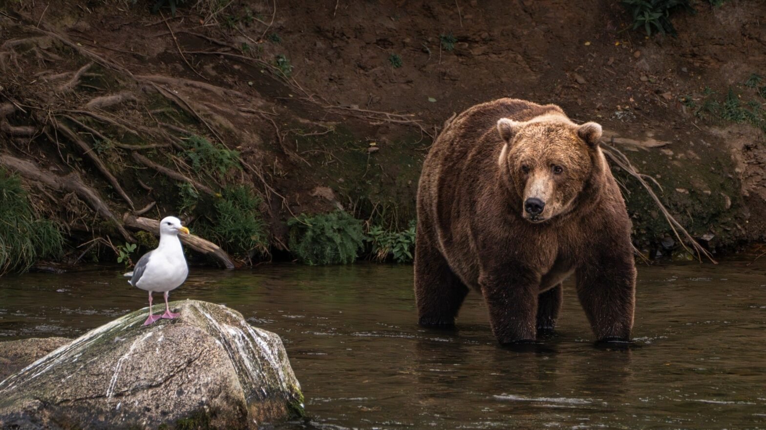 should-we-all-be-fat-bears-with-our-money?