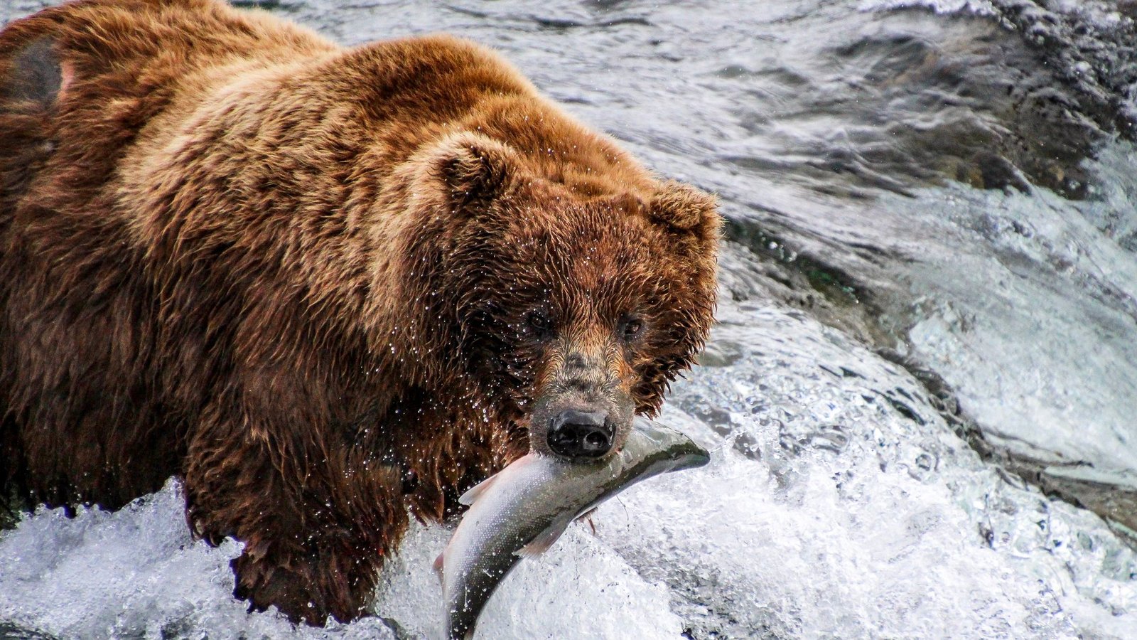 A bear with a salmon in its mouth atop Brooks Falls at Katmai National Park and Preserve in Alaska.