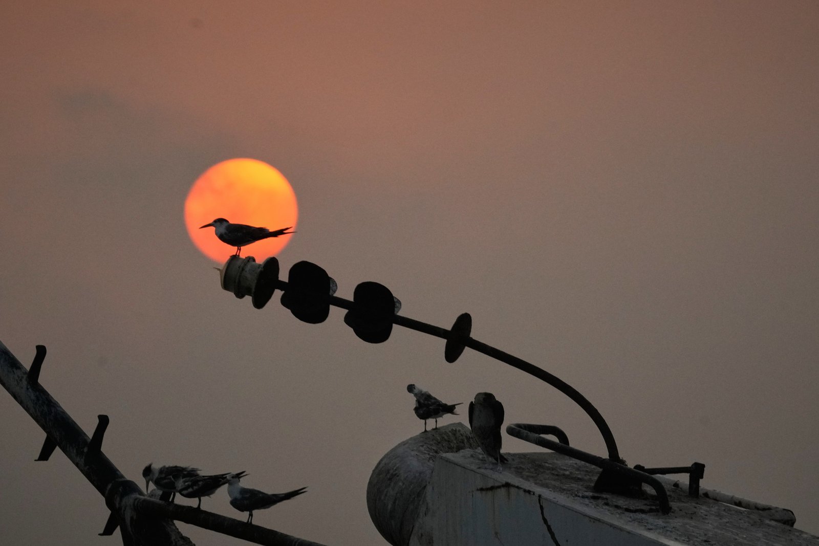 Crested terns perch on the exposed metal framework of a sunken boat at sunset in the Strait of Hormuz off Bandar Abbas, Iran, Sunday, Sept. 6, 2026. (AP Photo/Vahid Salemi)