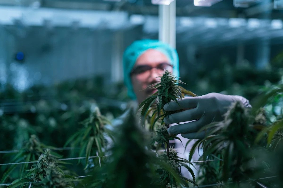 trump’s-marijuana-order-is-stuck-at-the-dea-here’s-what-that-means-for-canopy-growth.
